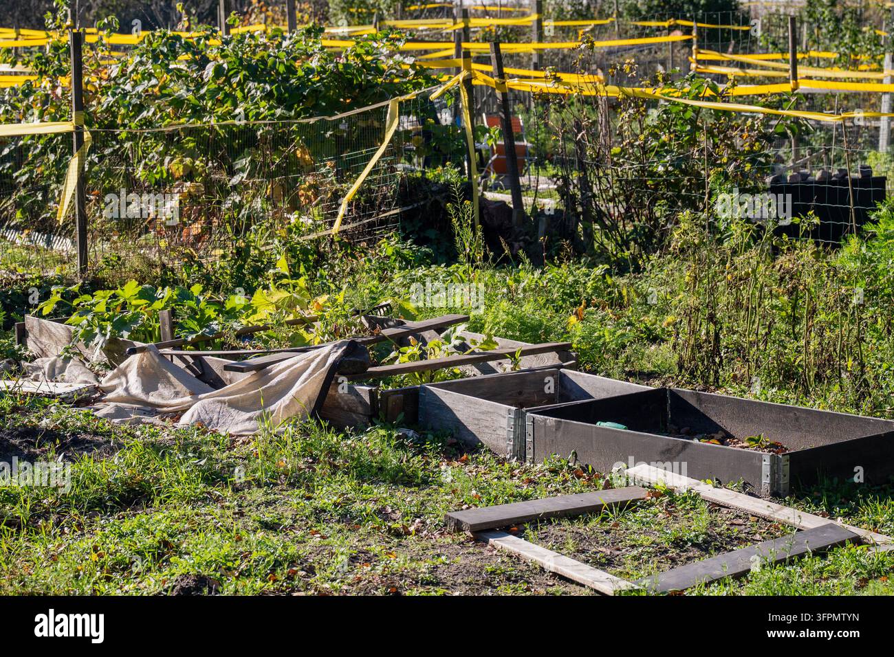 Aiuoli rialzati in legno e appezzamenti di orti invasi dalla vegetazione in un orto comunitario urbano durante l'autunno Foto Stock