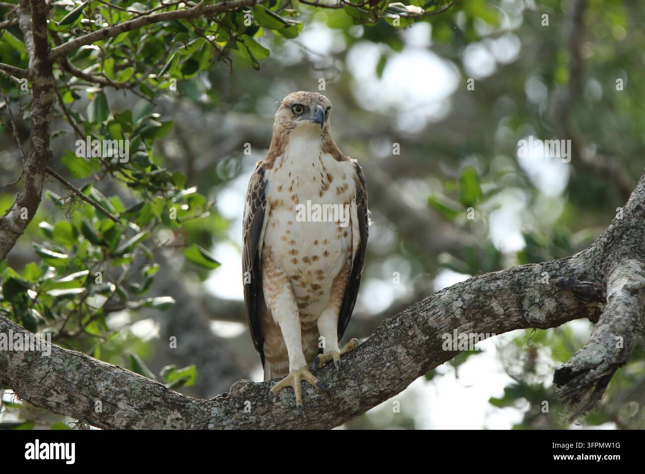 Aquila-cavallo mutevole (Nisaetus cirrhatus) appollaiata su un ramo muschioso nella chioma della foresta nella natura selvaggia, Sri Lanka, aprile 2015 Foto Stock