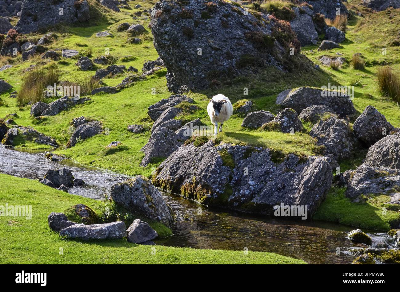 Peccatoio in piedi su una grande roccia in un aspro paesaggio montano irlandese Foto Stock