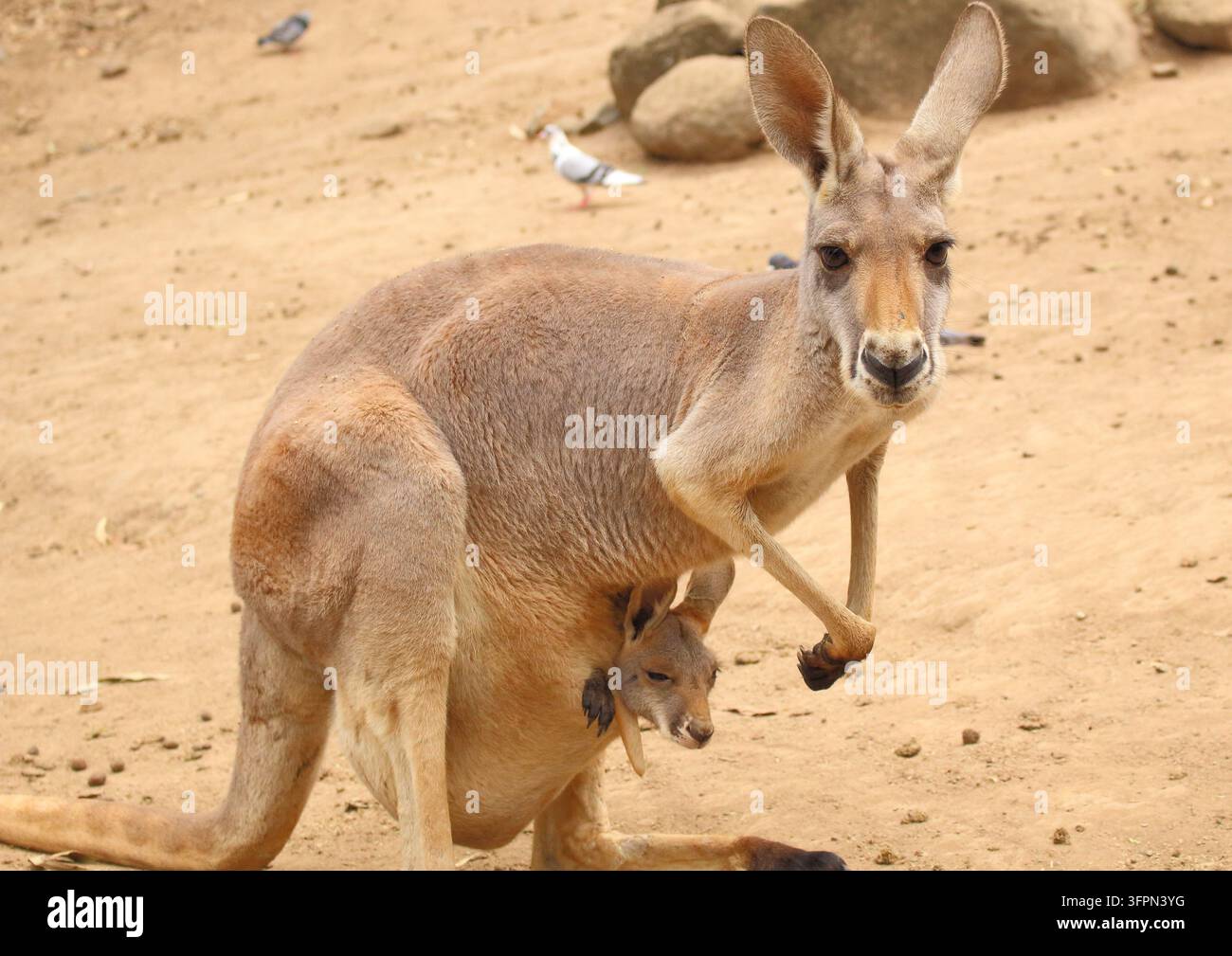 Canguro femmina con un giovane joey che sbuca dalla sua tasca mentre riposa su terreno sabbioso in Australia. Foto Stock