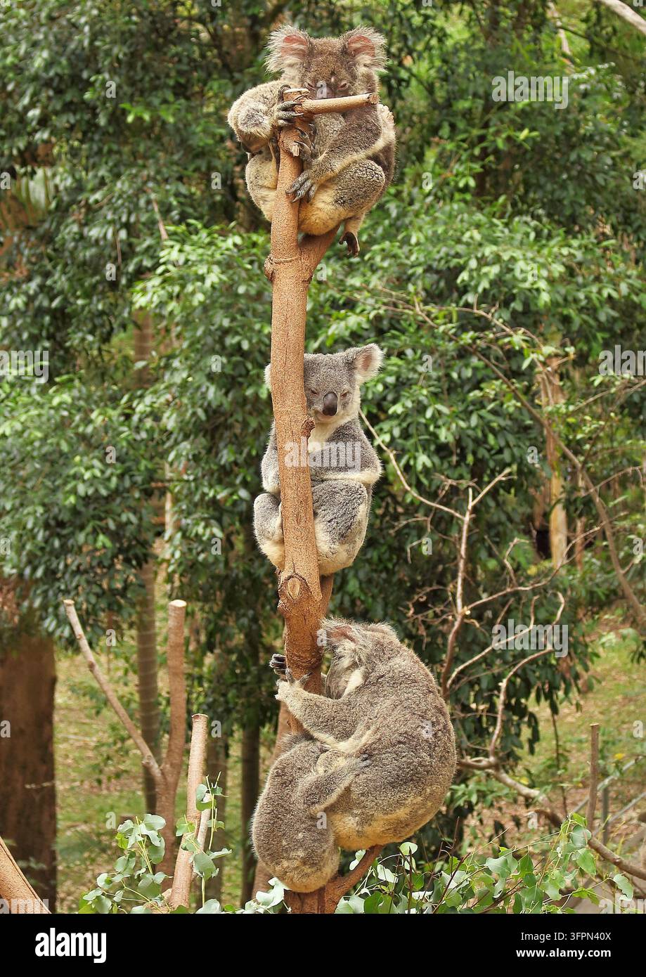 Diversi koala (Phascolarctos cinereus) che riposano e si aggrappano a diverse altezze su un esile tronco d'albero in Australia. Foto Stock