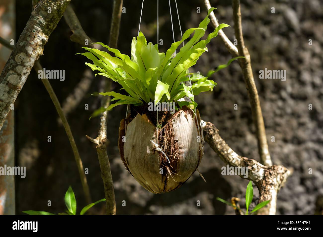 Una pianta tropicale con foglie ondulate che cresce da una noce di cocco, appesa tra i rami su uno sfondo di albero scuro Foto Stock