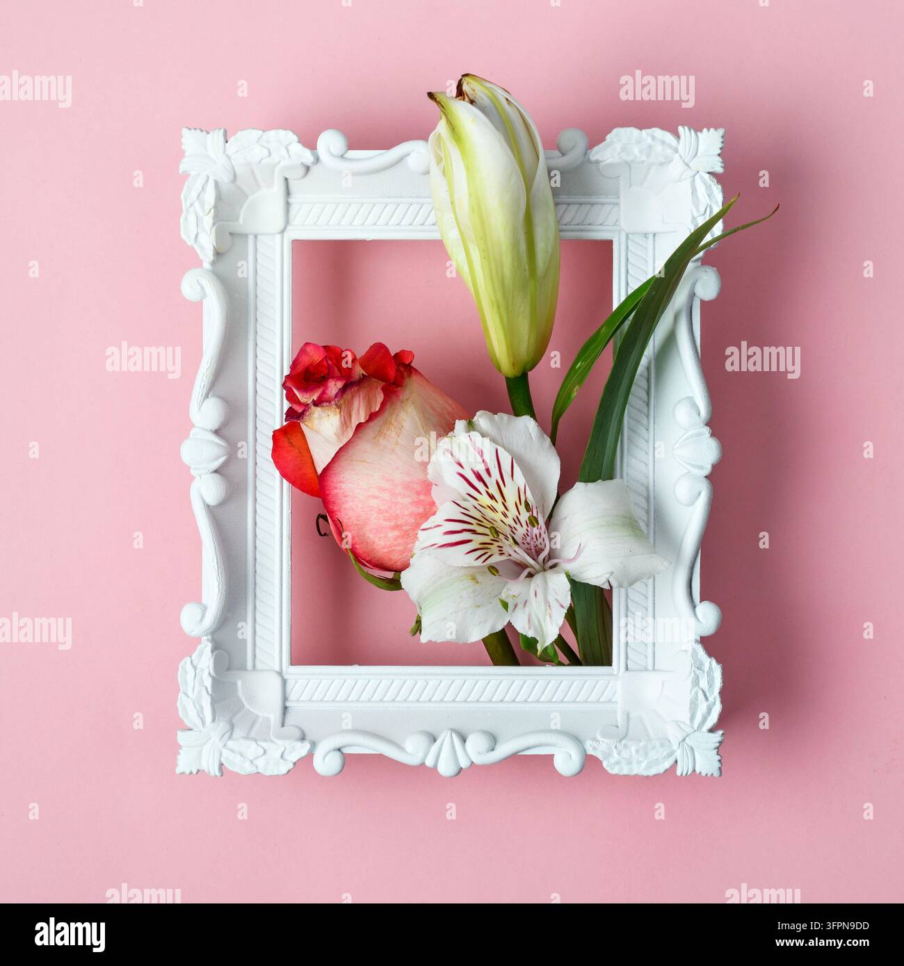 Cornice barocca bianca con rosa, bocciolo di giglio e alstroemeria su rosa, che rivela un concetto raffinato di primavera con un tocco romantico sottile e morbidezza. Foto Stock