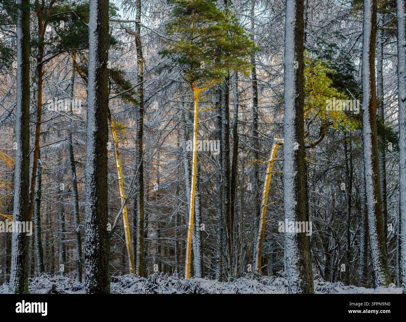 Tritti di conifere ricoperti di neve e rami di pino catturano la calda luce del mattino in una quieta foresta mista, creando un contrasto tra ombre blu fredde e oro Foto Stock