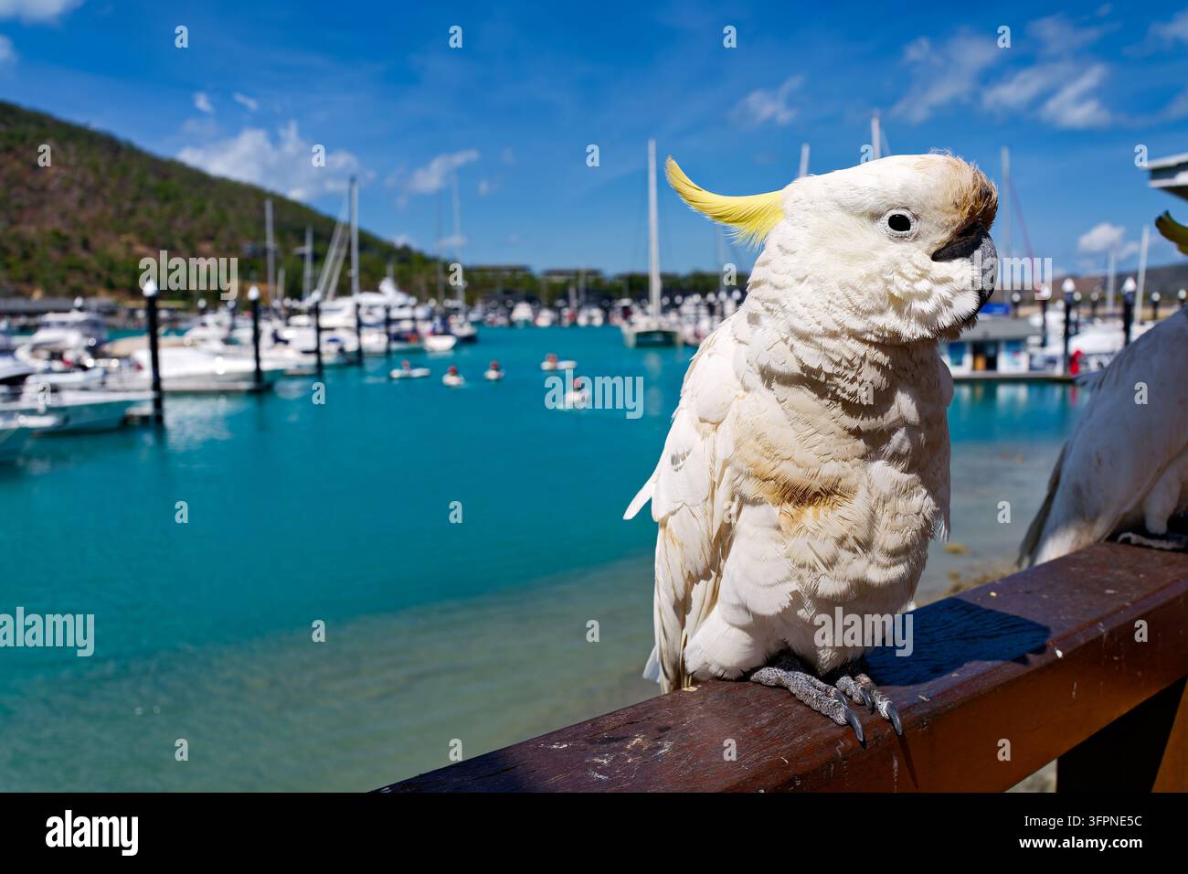 Un pappagallo bianco con cresta gialla si appollaia su una ringhiera di legno sopra l'acqua turchese del porto. Isola di Hamilton, Australia Foto Stock