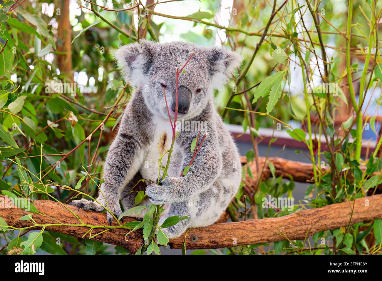 Un koala grigio (Phascolarctos cinereus) si aggrappa a un ramoscello di eucalipto mentre è appollaiato tra il fogliame rigoglioso in un recinto per animali selvatici in Australia Foto Stock