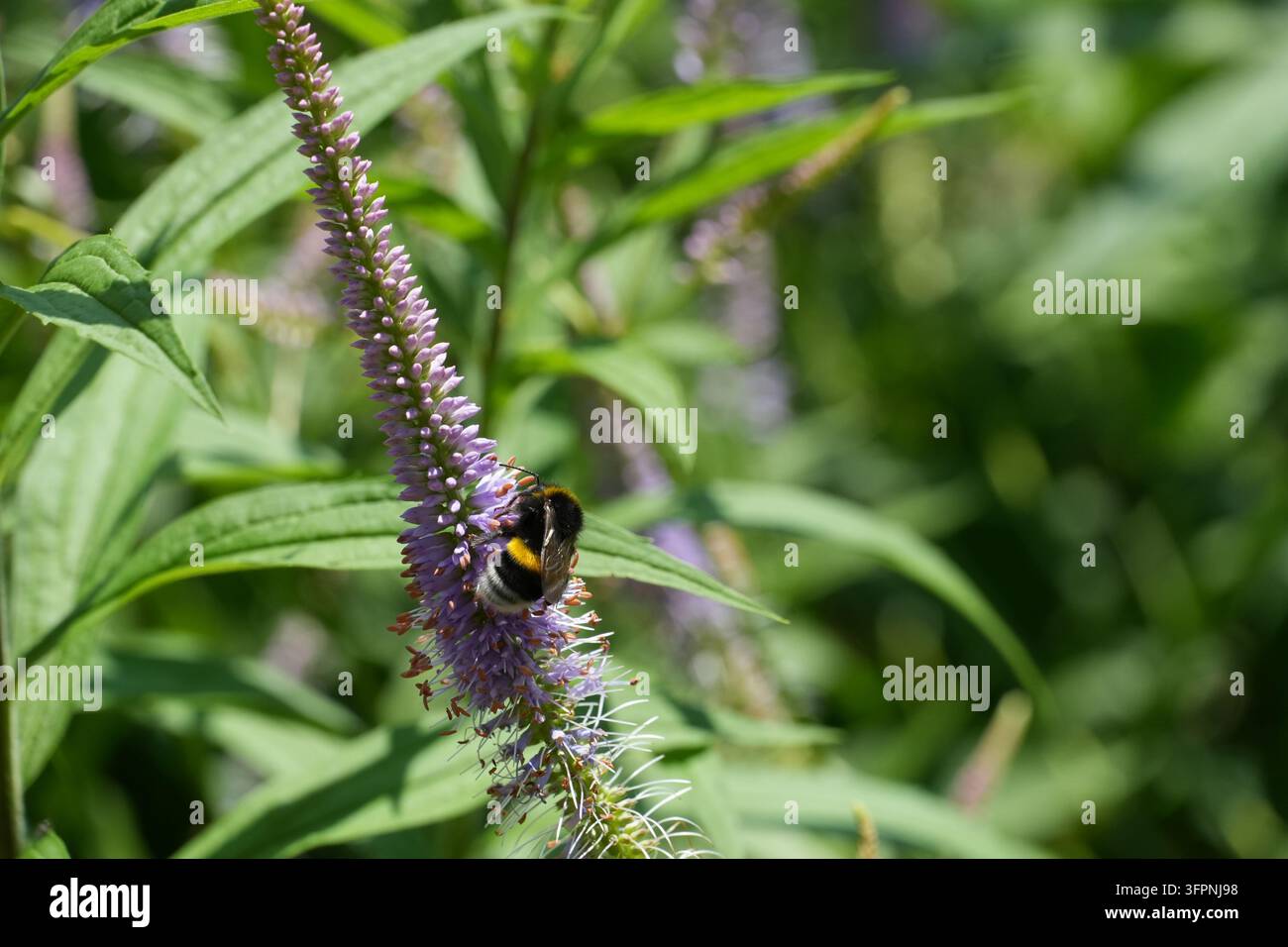 Un bombo nero e giallo che si nutre su un alto spiga di fiori viola in un giardino illuminato dal sole con fogliame verde Foto Stock