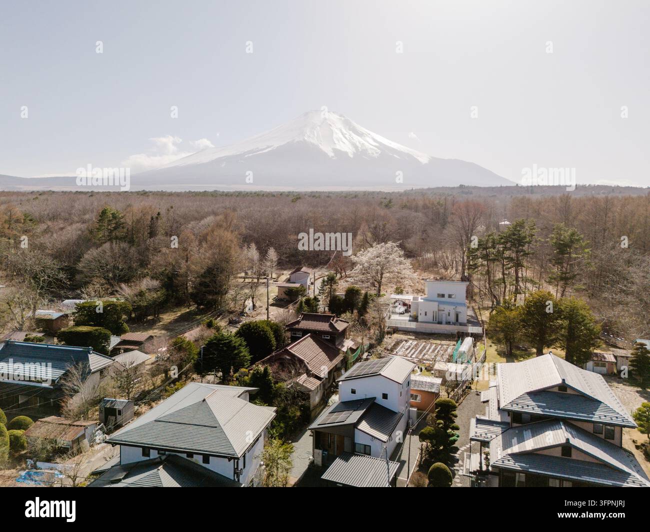 Veduta aerea del Monte Fuji che si erge sulla zona residenziale di Yamanakako con fiori di ciliegio e foresta a Yamanakako, Yamanashi, Giappone Foto Stock