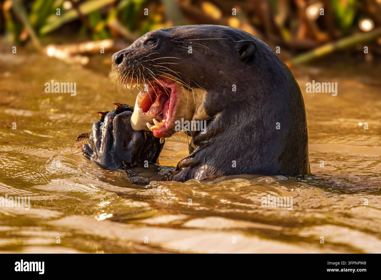 Una lontra gigante strappa la testa a un pesce Foto Stock