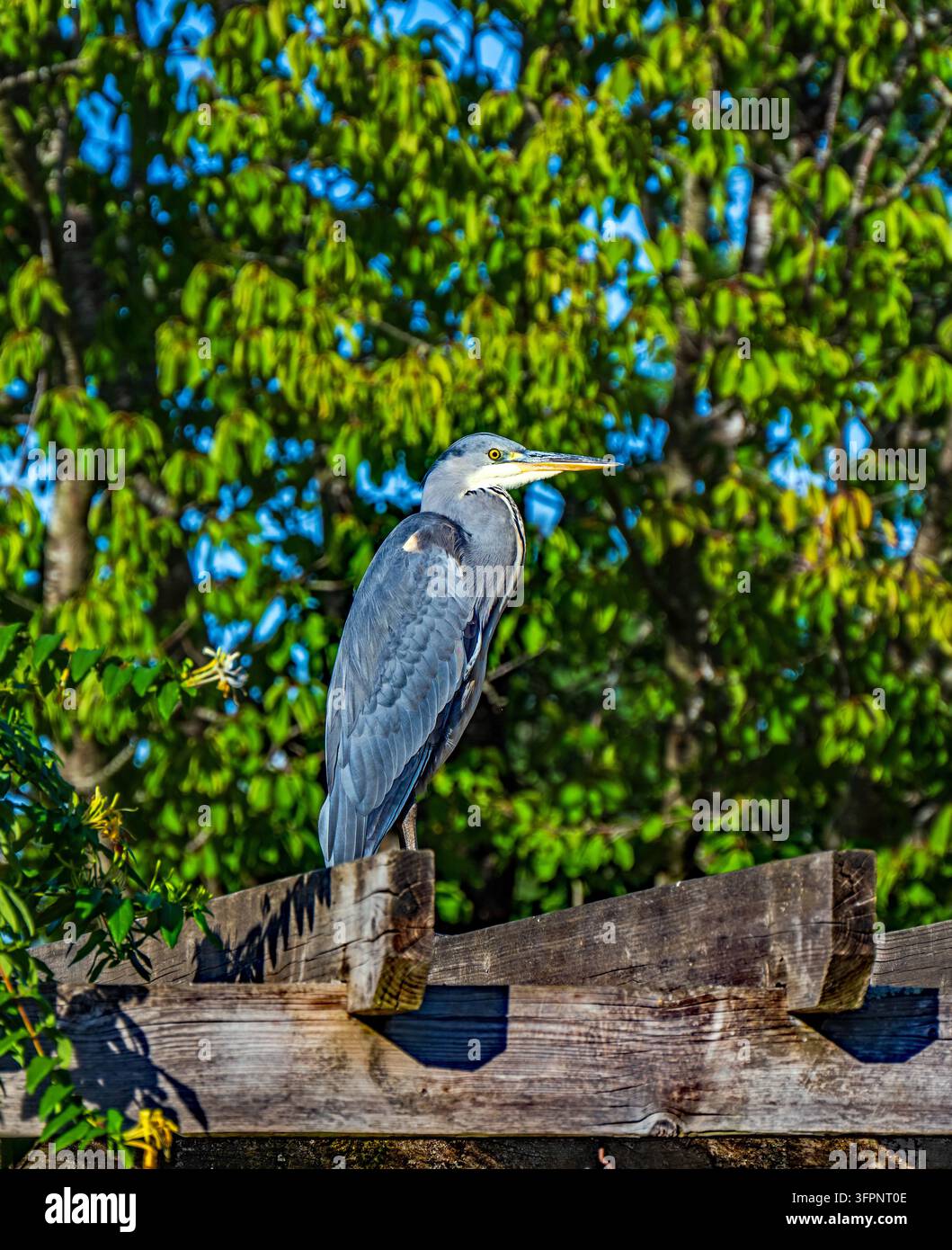 Un airone affamato che fruga nel mio stagno. Foto Stock