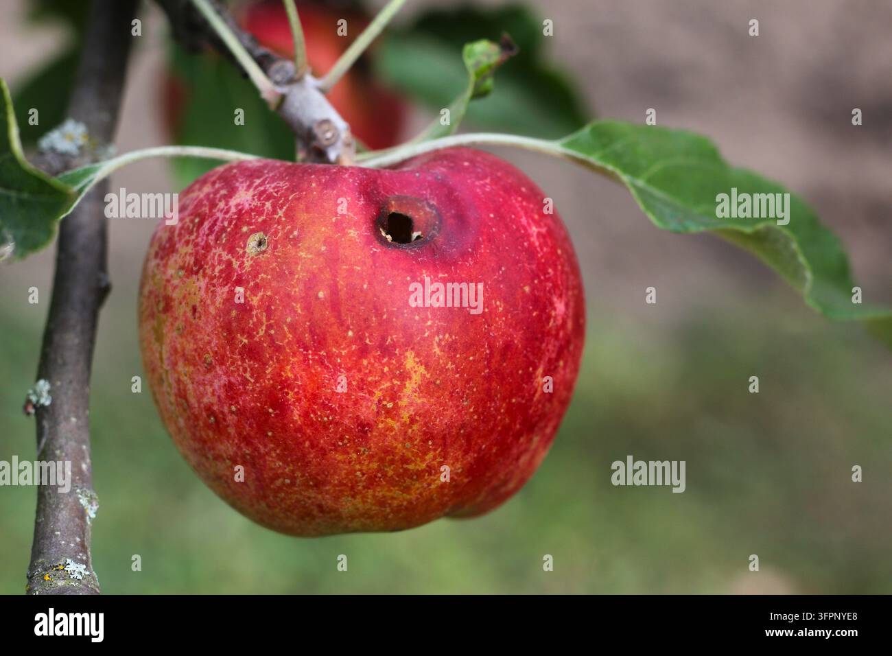 Mela rossa con buco da verme appesa su un ramo Foto Stock