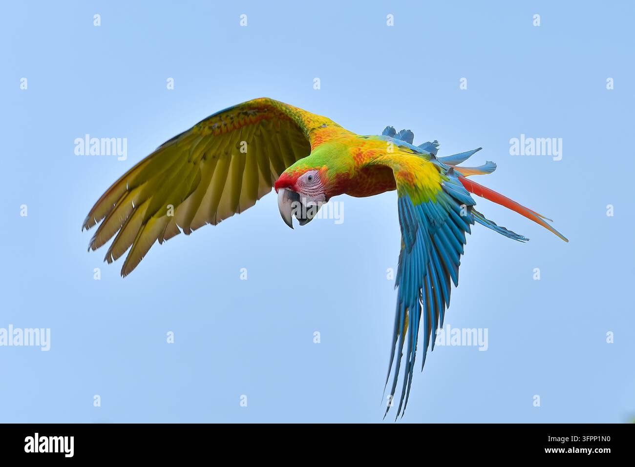 Stormo di colorati pappagalli ara che volano in un cielo blu terso Foto Stock