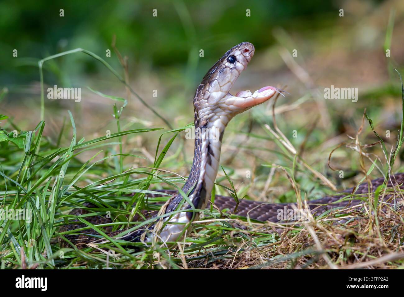 Cobra sputatore del Giava in piedi in allerta con postura difensiva elevata Foto Stock