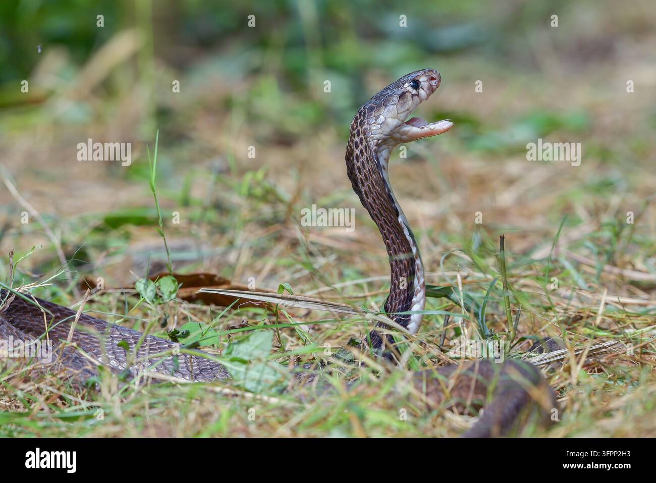 Cobra sputatore del Giava in piedi in allerta con postura difensiva elevata Foto Stock