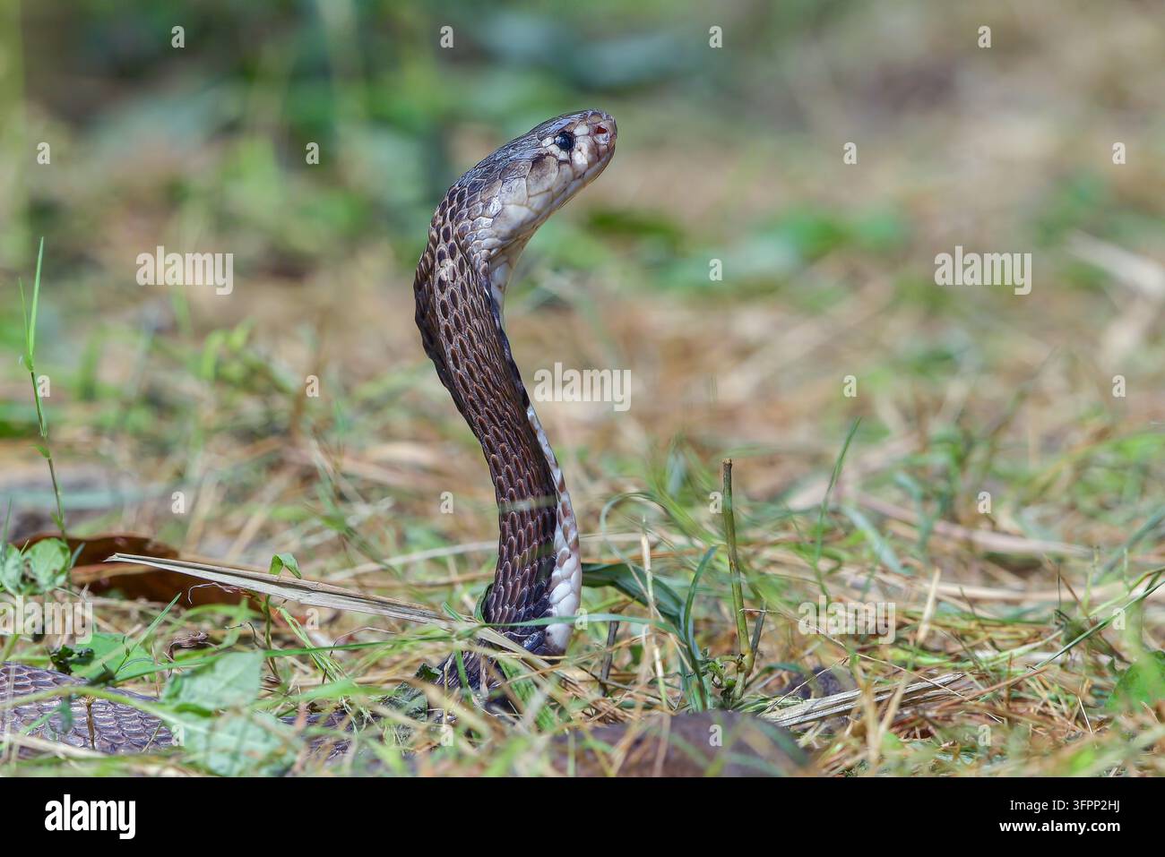 Cobra sputatore del Giava in piedi in allerta con postura difensiva elevata Foto Stock