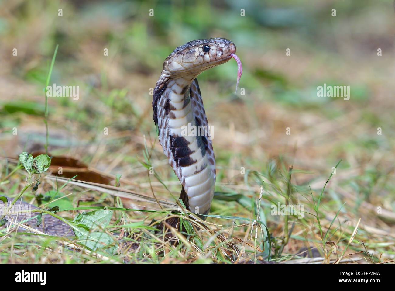 Cobra sputatore del Giava in piedi in allerta con postura difensiva elevata Foto Stock