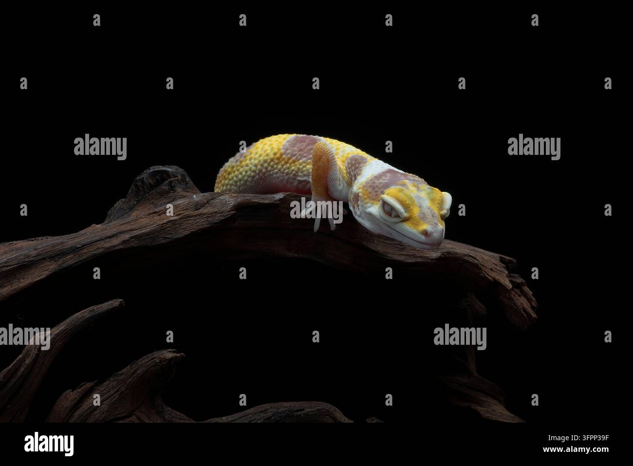 Gecko leopardo giallo che striscia su un ramo di legno isolato su nero Foto Stock
