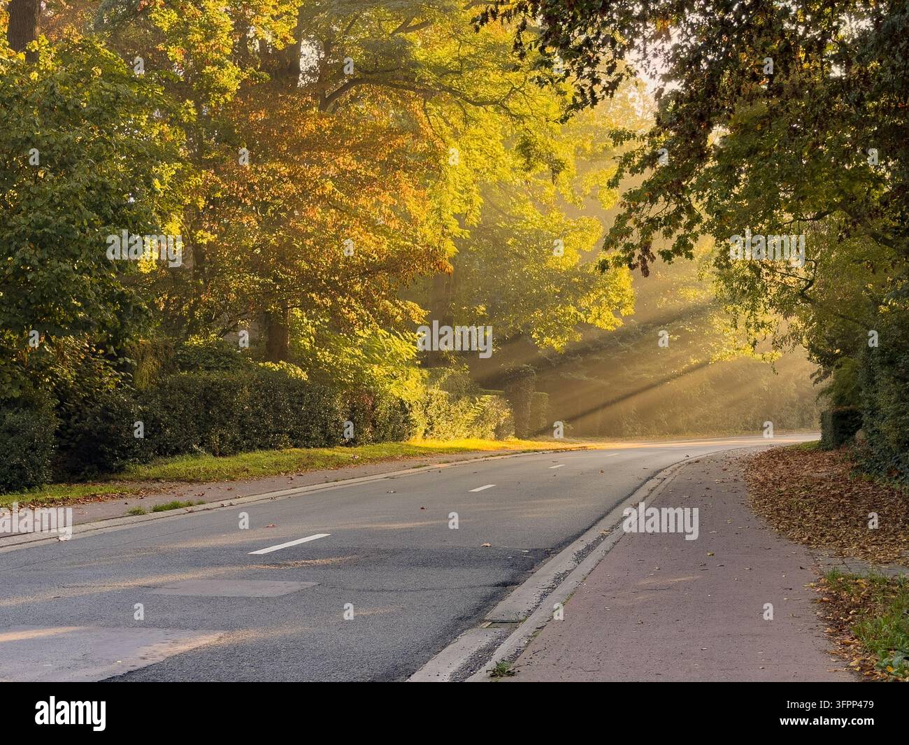 Luce dorata del mattino che filtra attraverso gli alberi autunnali, creando bellissimi raggi di sole su una strada tranquilla e tortuosa circondata da un colorato fogliame autunnale. - Immagine stock catturata con smartphone