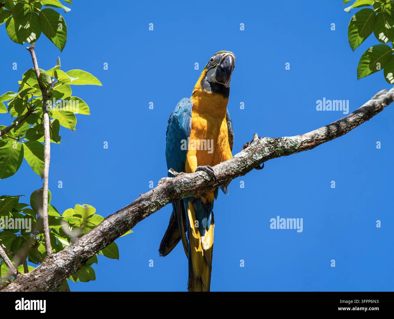 Ara blu e giallo (Ara ararauna) appollaiato su un ramo nel Cerrado, Goias, Brasile. Foto Stock