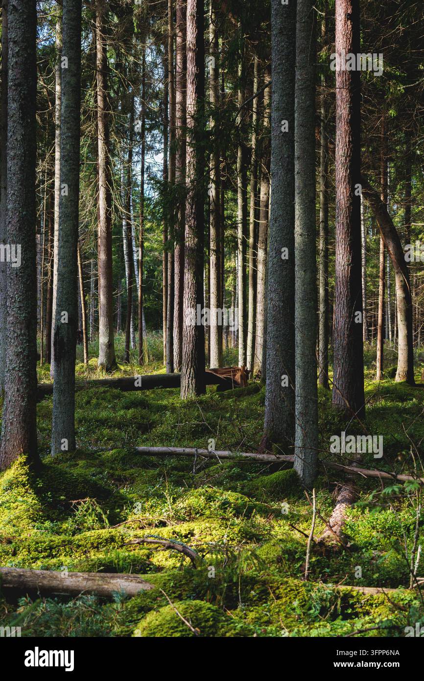 Foresta di conifere illuminata dal sole con alti pini e terreno muschioso Foto Stock