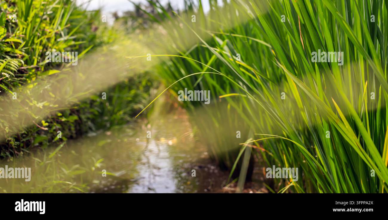 Scatto grandangolare di rigogliose piante di riso che crescono accanto a un piccolo canale d'acqua, con una luce soffusa che filtra attraverso le foglie. Foto Stock