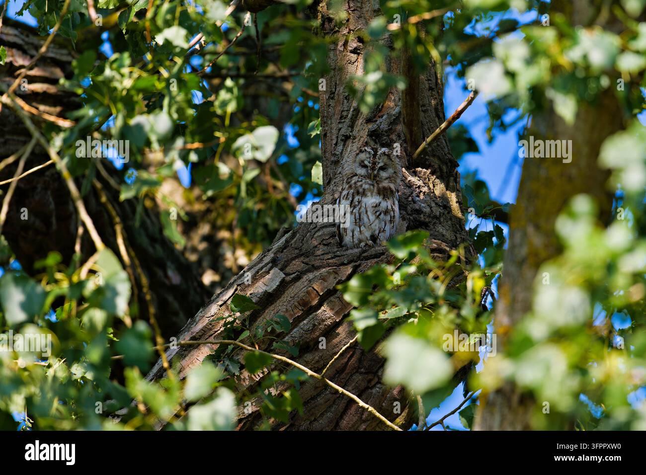 Gufo comune (Strix aluco) nascosto appollaiato su un tronco d'albero ruvido in una fitta vegetazione Foto Stock