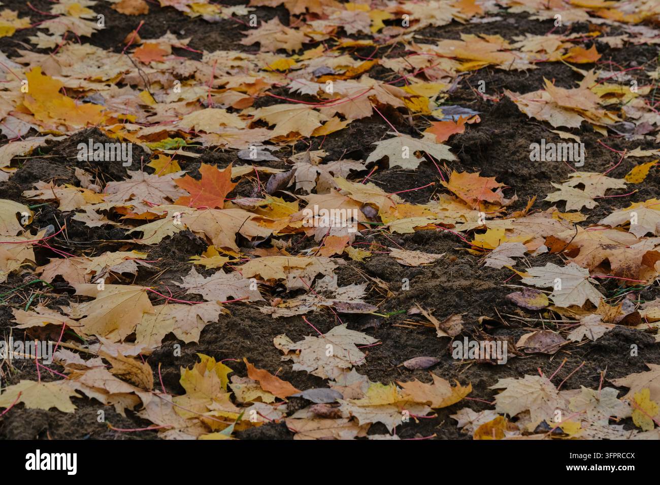 Foglie d'acero gialle e arancioni cadute sparse su terreno scuro e bagnato in un parco autunnale Foto Stock