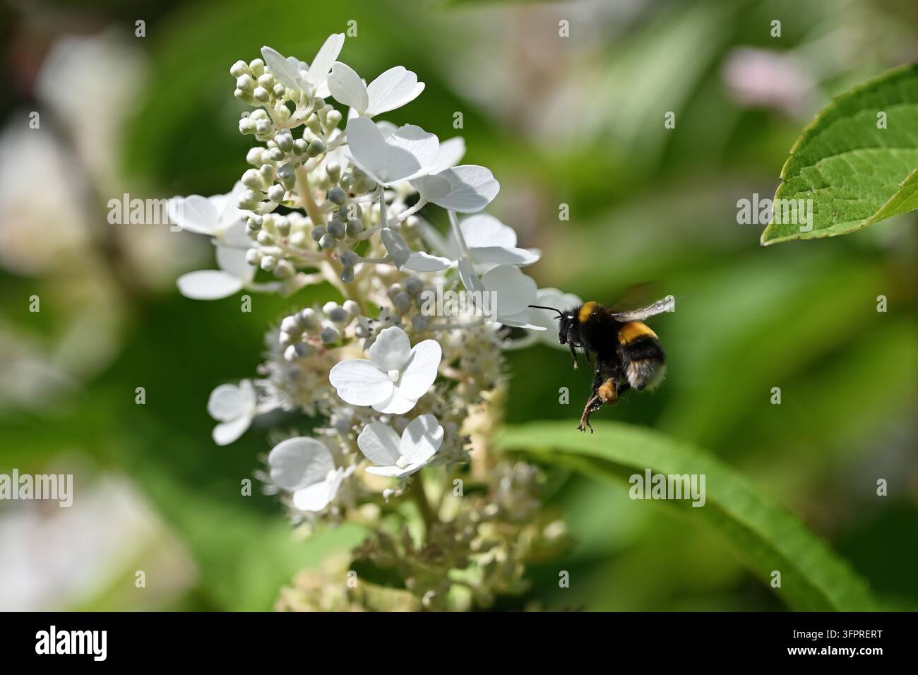Bombus in volo mentre si avvicina a un grappolo di fiori di ortensia bianchi – impollinazione Foto Stock