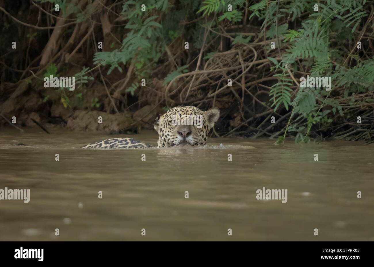 Jaguar che nuota lungo il fiume per rinfrescarsi e cercare un caimano Foto Stock