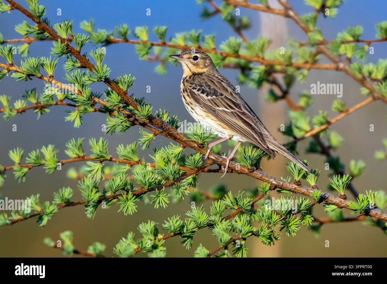 Pippio tree (Anthus trivialis), si posiziona su un ramo di larice, Belgio, Liegi Foto Stock