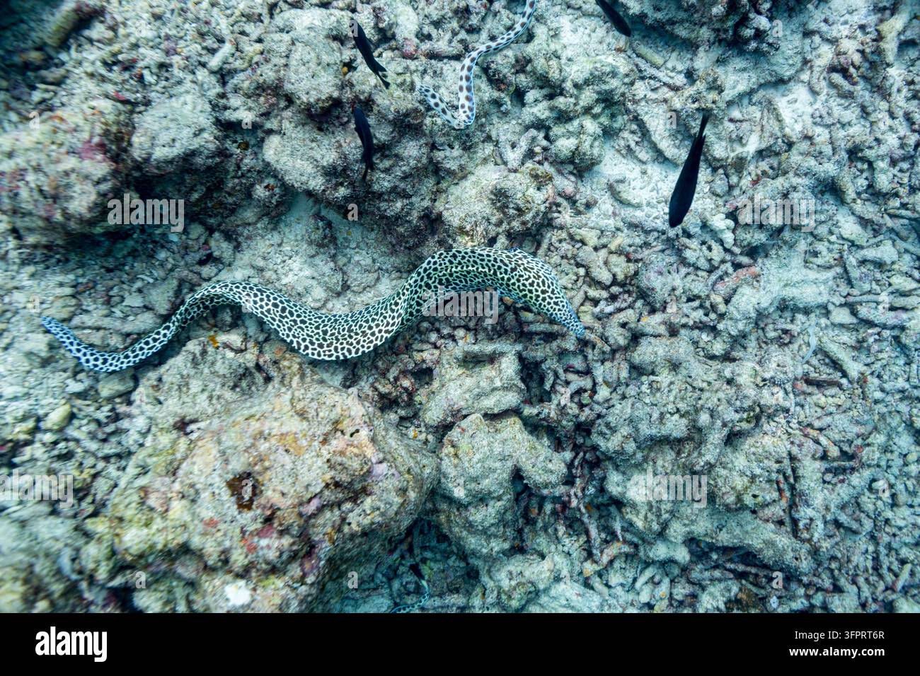 Murena macchiata adulta, Gymnothorax favagineus, che nuota liberamente sulla barriera corallina nell'Atollo di Ari Sud, Maldive Foto Stock