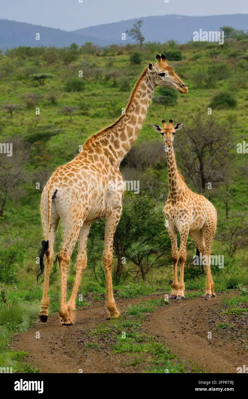 Giraffa sudafricana o giraffa del Capo (Giraffa giraffa o Giraffa camelopardalis giraffa), provincia del KwaZulu Natal, Sudafrica Foto Stock