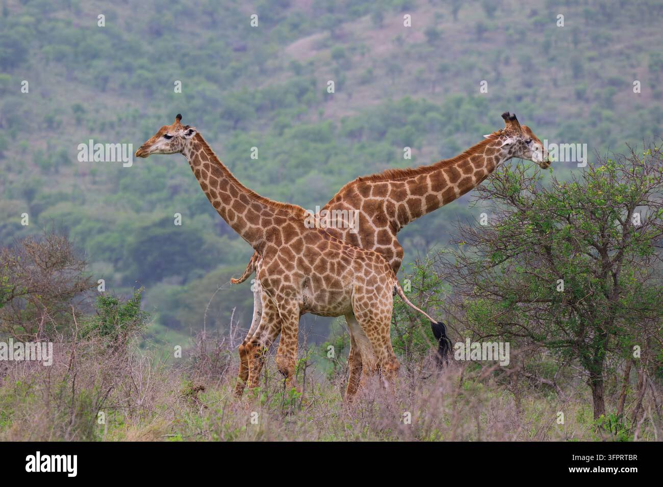 Giraffa sudafricana o giraffa del Capo (Giraffa giraffa o Giraffa camelopardalis giraffa), provincia del KwaZulu Natal, Sudafrica Foto Stock