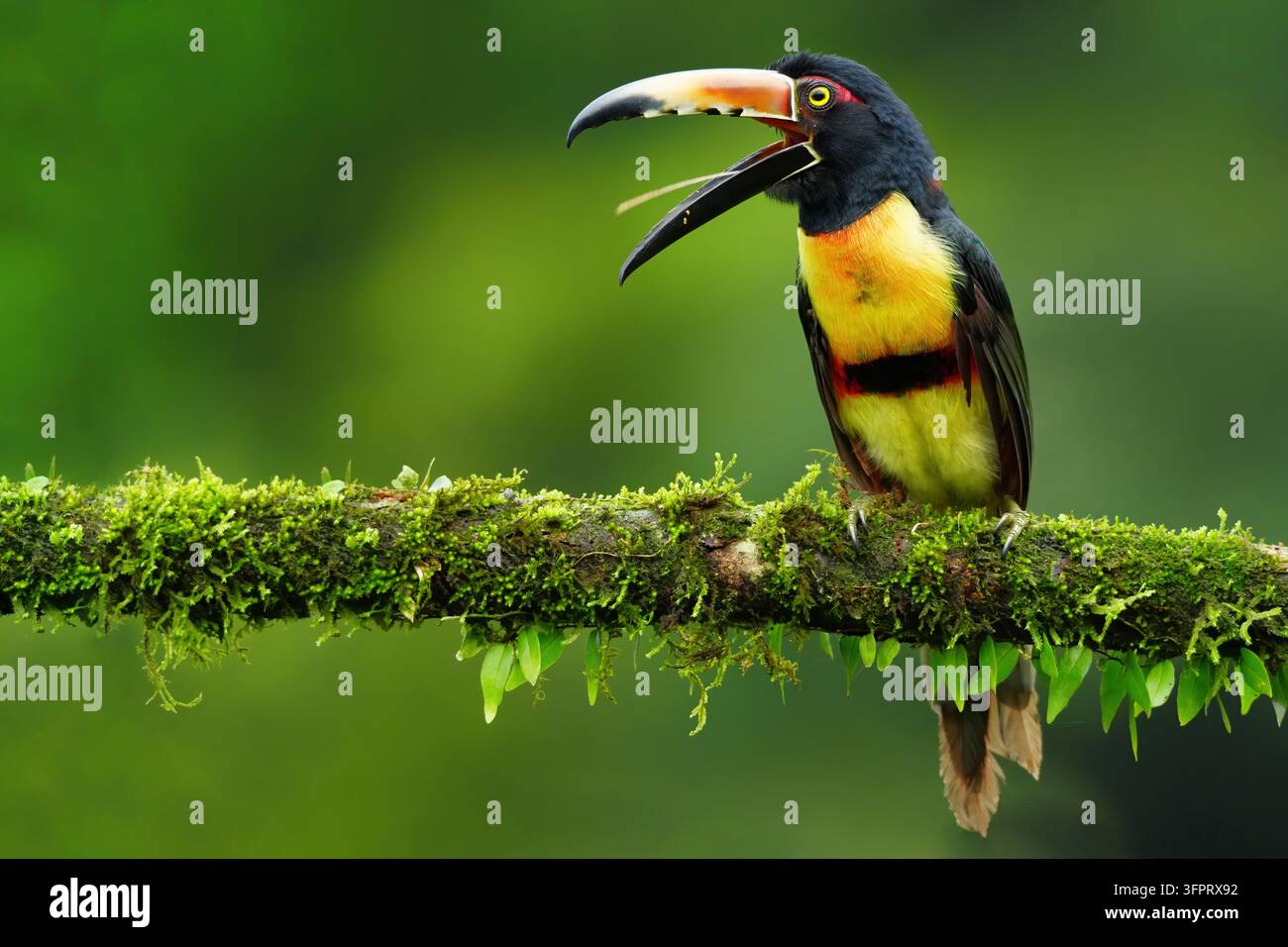 Aracari dal collare (Pteroglossus torquatus) con il becco aperto Foto Stock