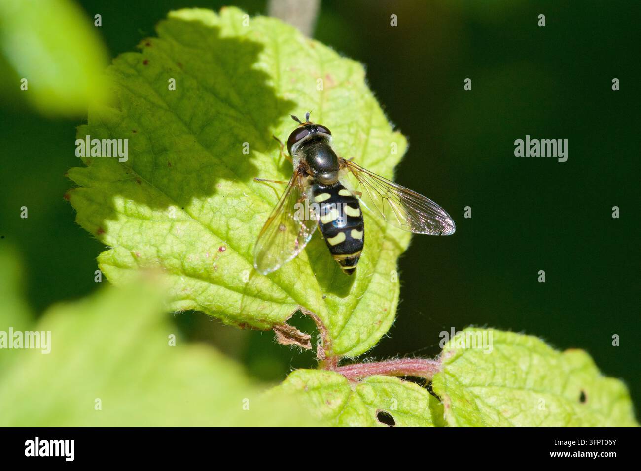 Mosca ronzante, Eupiodes luniger, Stannah Country Park, Lancashire, Regno Unito Foto Stock