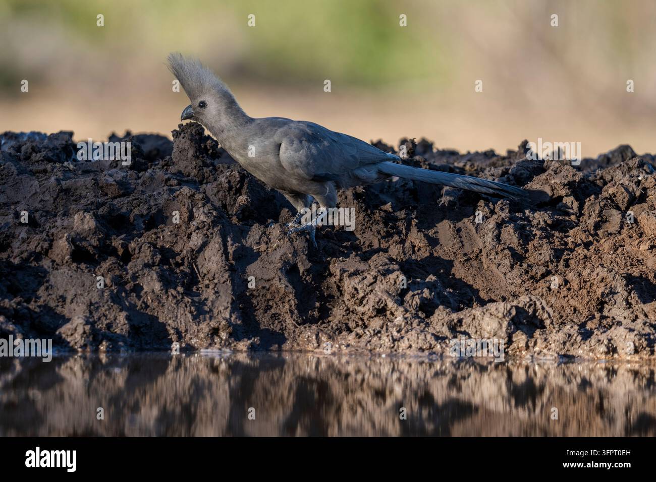 Uccello grigio che se ne va (Corythaixoides concolor), Mashatu, Botswana Foto Stock