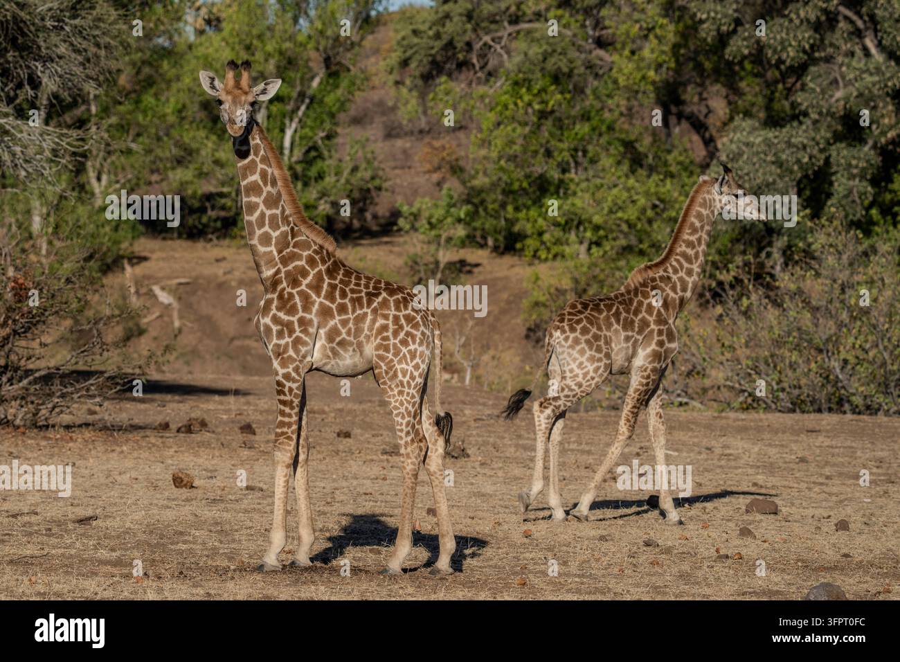 Giraffa (Giraffa camelopardalis), Mashatu, Botswana Foto Stock