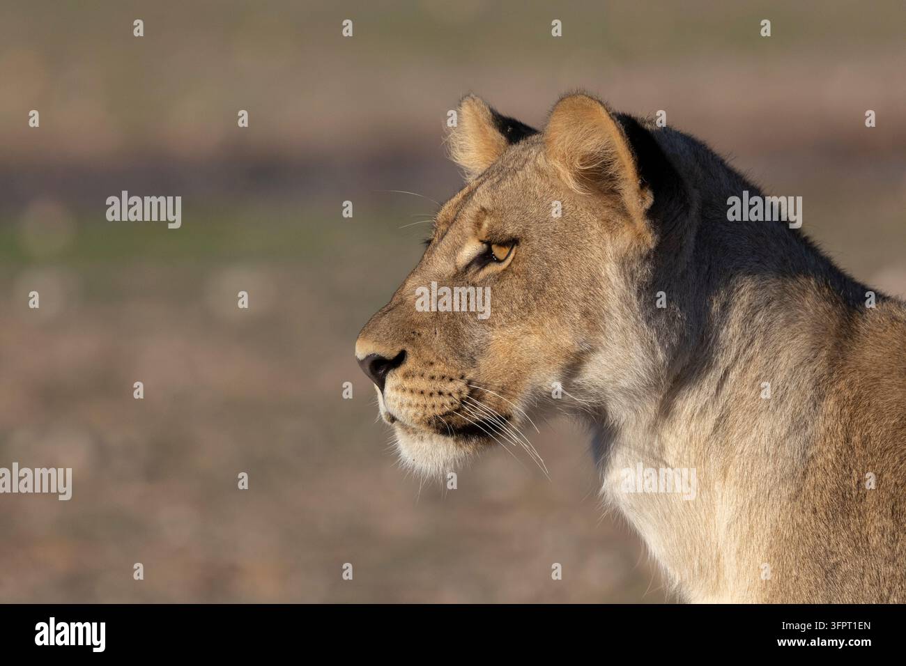 Lioness (Panthera leo), parco transfrontaliero di Kgalagadi, Capo settentrionale, Sudafrica Foto Stock