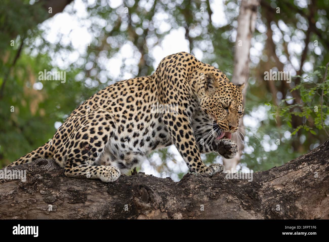 Leopardo (Panthera pardus), Mashatu game Reserve, Botswana Foto Stock