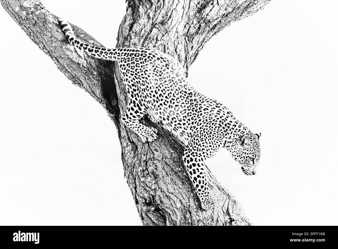 Leopardo (Panthera pardus), Ndutu, Ngorongoro Conservancy, Tanzania Foto Stock