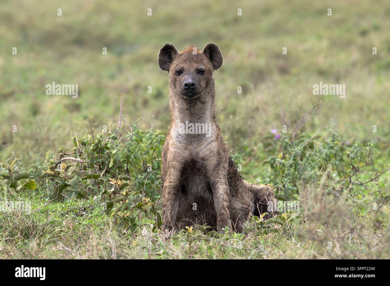 Iena maculata (Crocuta crocuta), Ndutu, Ngorongoro Conservancy, Tanzania Foto Stock