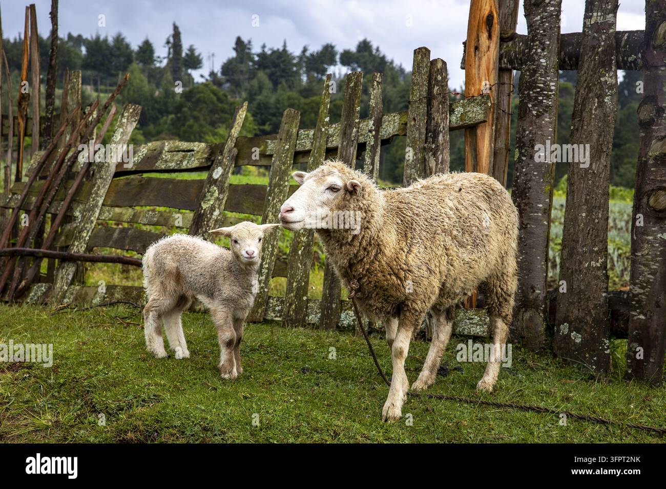 Pascolano pecore e agnello nella contea di Embu, Kenya Foto Stock