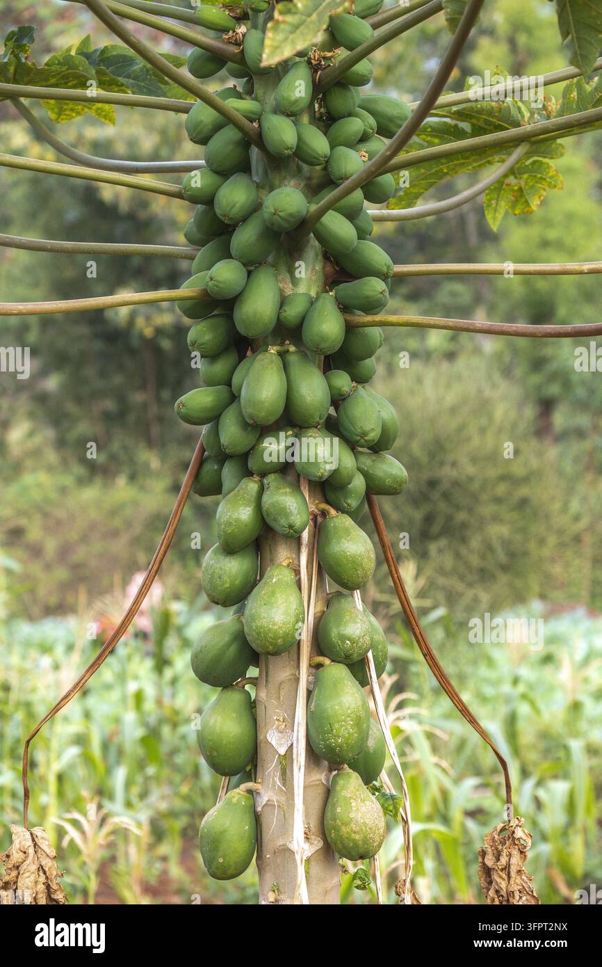 Papaya nella contea di Embu, Kenya Foto Stock