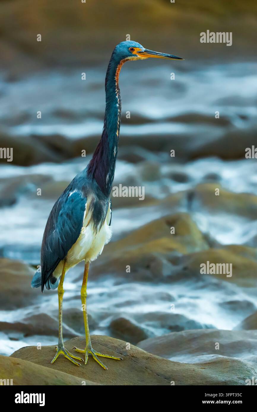 Airone verde (Butorides virescens) alla spiaggia e all'estuario di Nosara, Nosara, Nicoya, Guanacaste, Costa Rica Foto Stock