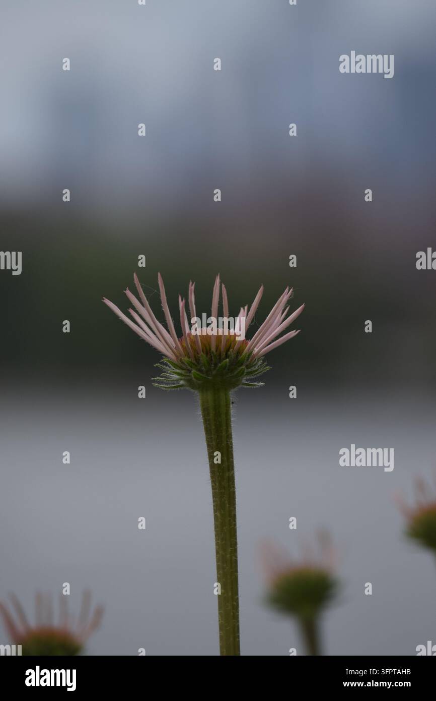 • Primo piano di un fiore di echinacea pallida (Echinacea pallida) che si apre, mostrando petali corti eretti prima di cadere. Foto Stock
