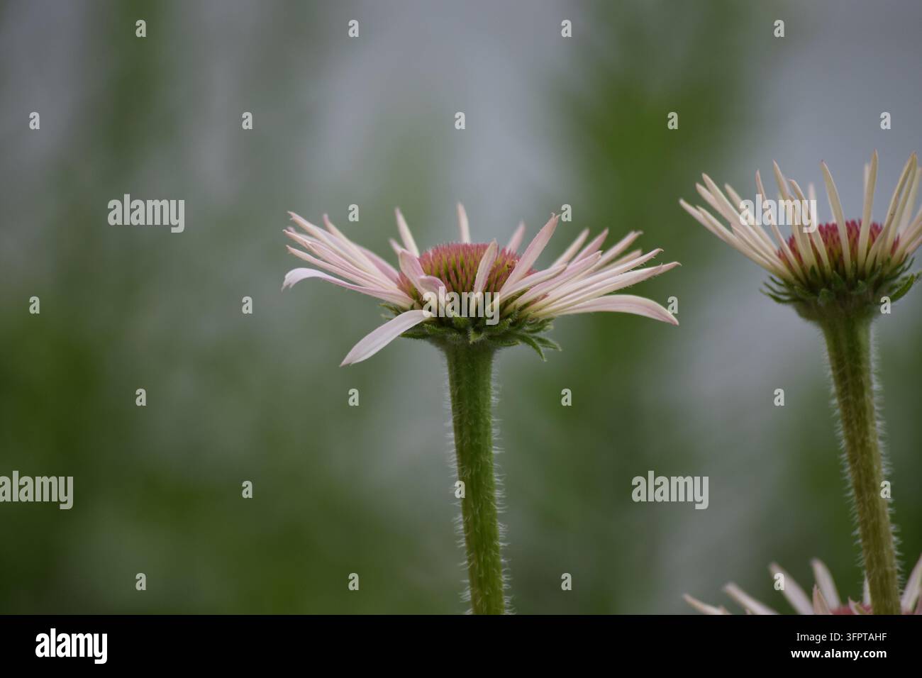 Primo piano di fiori di echinacea pallida (Echinacea pallida) che mostrano petali cadenti distinti e coni centrali strutturati. Foto Stock