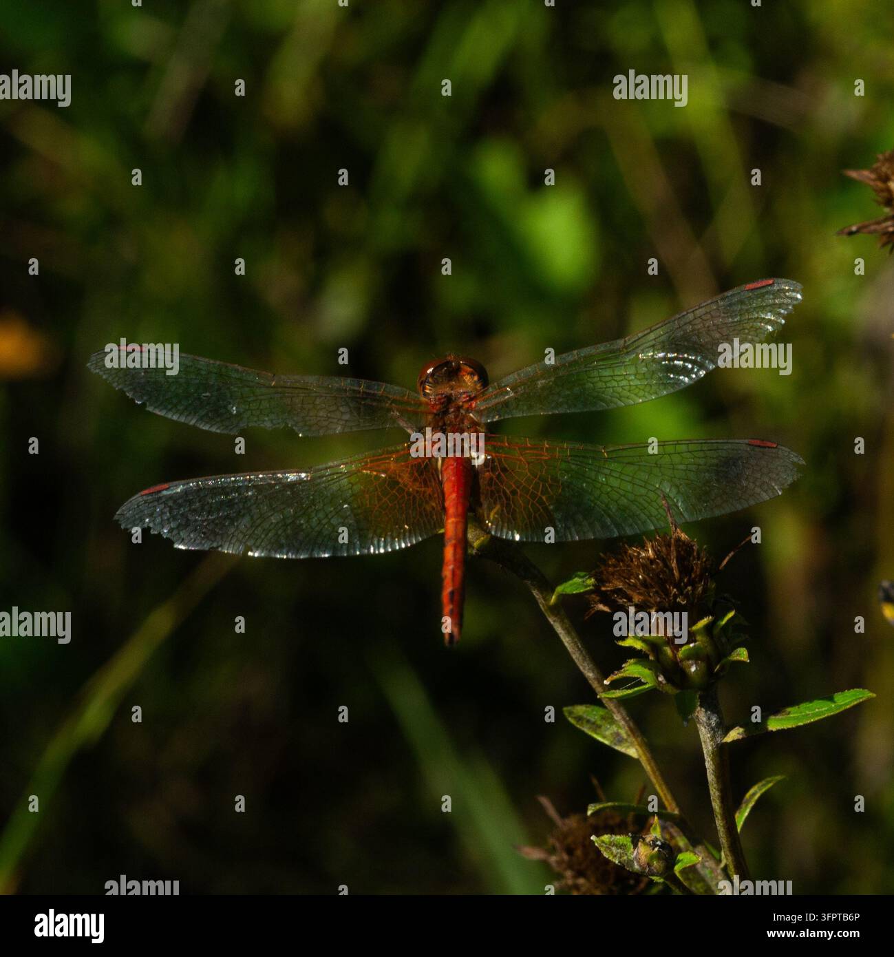 Libellula rossa a riposo con le ali trasparenti distese su una pianta contro uno sfondo naturale sfocato verde scuro. Foto Stock