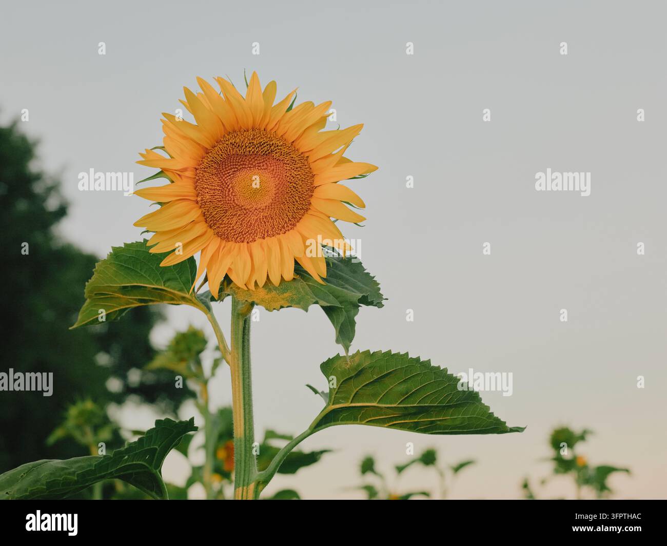 Capo unico di fiore di girasole sul suo stelo contro il cielo, Pays de la Loire, Francia Foto Stock