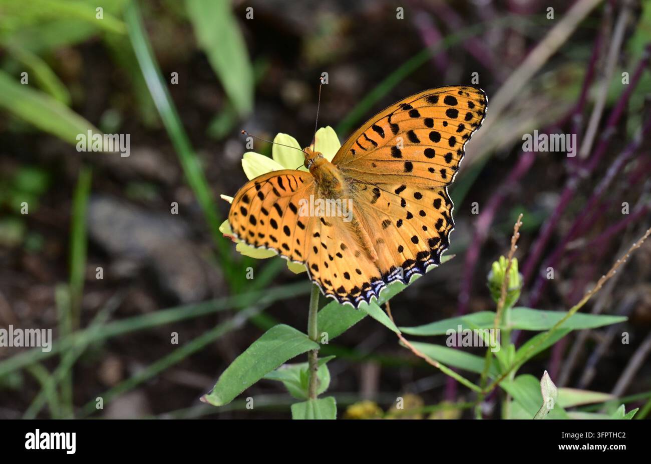 Fritillaria indiano (Argynnis hyperbius). Nymphalidae Argynnini Farfalla. Foto Stock