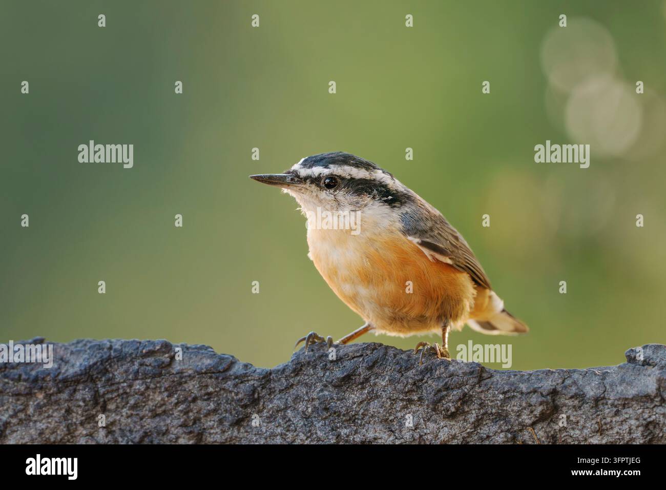 Pica nana dal petto rosso (Sitta canadensis) a una fontana per uccelli nel cortile, Contea di Sacramento in California Foto Stock
